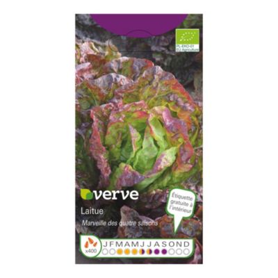 Graines de laitue bio variété "Salad Bowl" Verve semis de mars à juillet