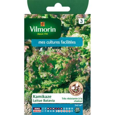 Graines de laitue variété "Batavia Kamikaze" Vilmorin semis de mars à août