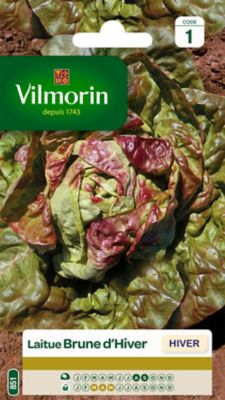 Graines de laitue variété "Brune d'hiver" Vilmorin semis de août à septembre