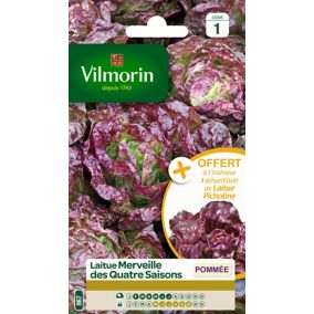 Graines de laitue variété "Merveille des quatre saisons" Vilmorin semis de février à juillet