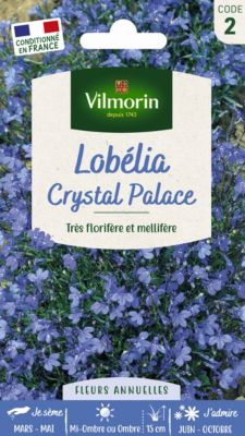 Graines de Lobélia Crystal Palace Vilmorin