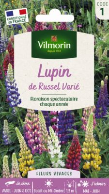 Graines de Lupin de Russel Varié Vilmorin