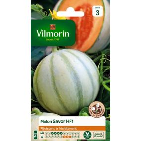 Graines de Melon Savor Hybride F1 Vilmorin