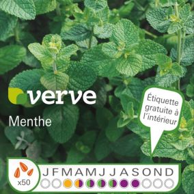 Graines de menthe bio variété "Menthe" Verve semis de mars à avril