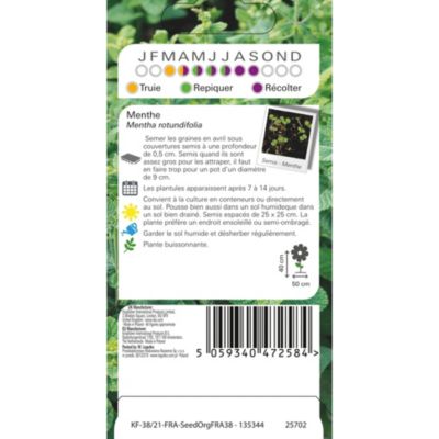 Graines de menthe bio variété "Menthe" Verve semis de mars à avril