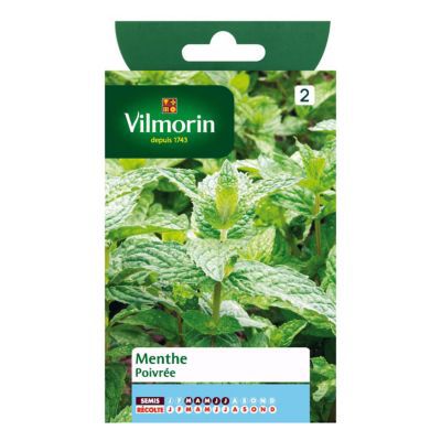 La Variété De Menthe - Kit De Graines Avec Menthe Poivrée, Menthe