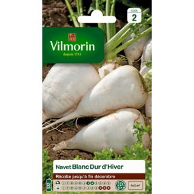 Graines de navet variété "Blanc dur d'hiver" Vilmorin semis de juillet à août