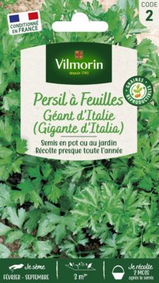 Graines de persil variété "Géant d'Italie" Vilmorin semis de février à septembre