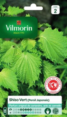 Graines de persil variété "Shiso Vert" Vilmorin semis d'avril à août