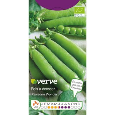 Graines de pois bio variété "Kelvedon Wonder" Verve semis de mars à juin