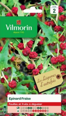 Graines de pois d'épinard fraise VL 2
