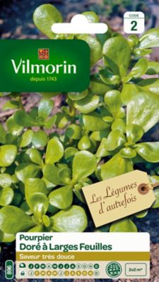 Graines de pourpier variété "Doré à larges feuilles" Vilmorin semis de décembre à mars et de mai à août