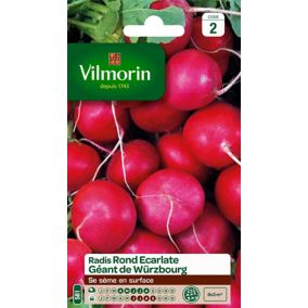 Graines de radis variété "Géant de Wurzbourg" Vilmorin semis d'avril à août