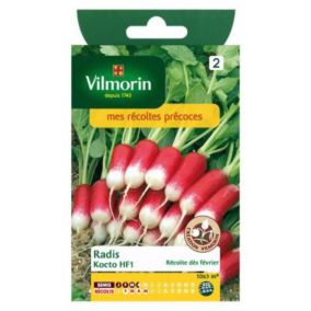 Graines de radis variété "Kocto HF1" Vilmorin semis de janvier à avril