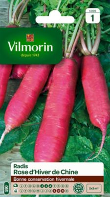 Graines de radis variété "Rose d'hiver de Chine" Vilmorin semis de juin à août