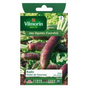 Graines de radis variété "Violet de Gournay" Vilmorin semis de juin à août