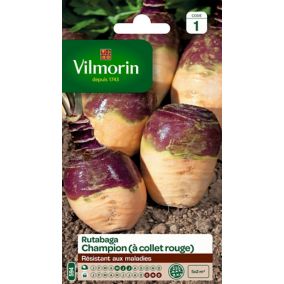 Graines de rutabaga variété "Champion à collet rouge" Vilmorin semis de mai à juillet