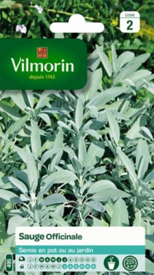 Graines de sauge variété "Officinale" Vilmorin semis de mars à juillet