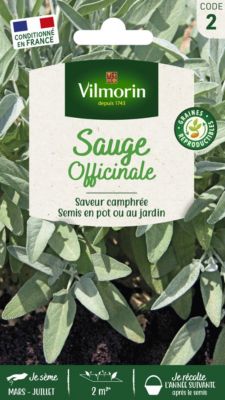 Graines de sauge variété "Officinale" Vilmorin semis de mars à juillet