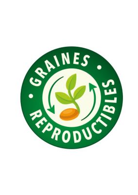 Graines de sauge variété "Officinale" Vilmorin semis de mars à juillet