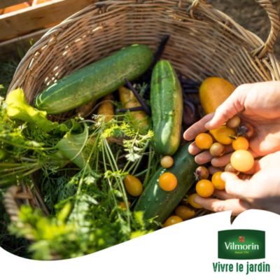 Graines de sauge variété "Officinale" Vilmorin semis de mars à juillet