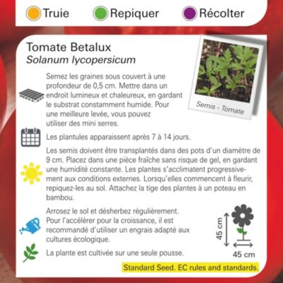 Graines de tomate bio variété "Faworyt" Verve semis de février à avril