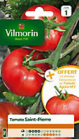 Graines de Tomate Saint Pierre Vilmorin