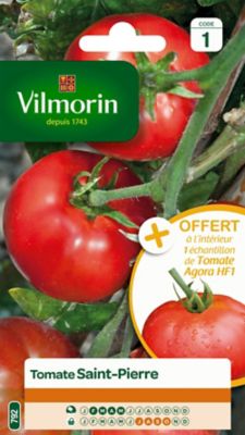 Graines de tomate variété "Saint-Pierre" Vilmorin semis de février à mai