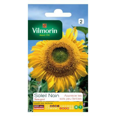 Graines de tournesols nains Sunspot Vilmorin