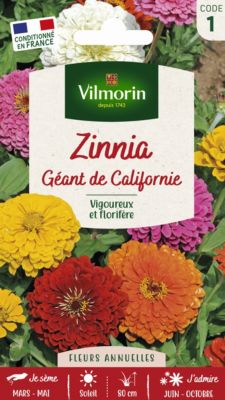 Graines de Zinnia Géant de Californie Vilmorin
