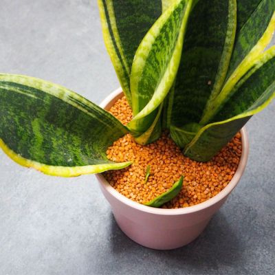 Gravier décoratif coloré 2/3 mm (Pot 1kg) - Terracotta