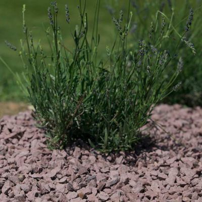 Gravillons de shiste violet 6/14 25 kg