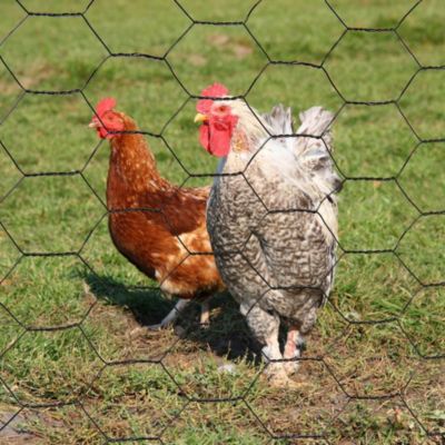 Grillage à poule 1X10 m mailles acier renforcé diamètre  0.7 mm
