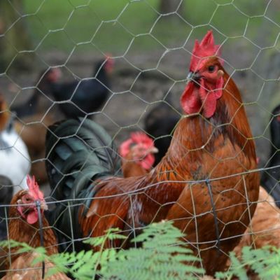 Grillage à poule 1X10 m mailles acier renforcé diamètre  0.7 mm