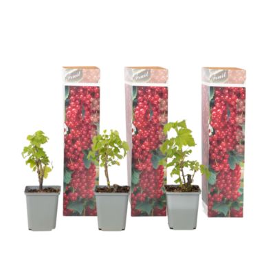 Lot De 6 Grappes De Raisins Artificiels, Noirs, Verts Et Violets, Pour
