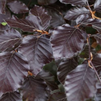 Hêtre fastigié pourpre 'Atropunicea' - Fagus sylvatica 'Atropunicea ...