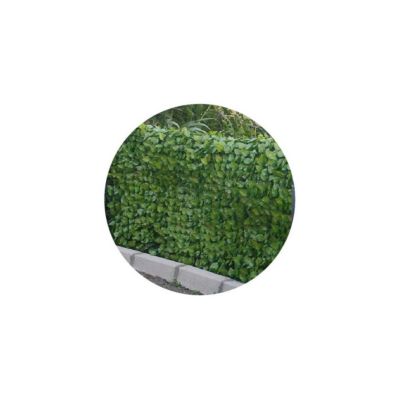 Haie artificielle feuilles de rosier en rouleau 1x3 m