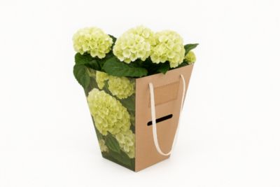 Hortensia d'intérieur avec sac cadeau ⌀14 cm