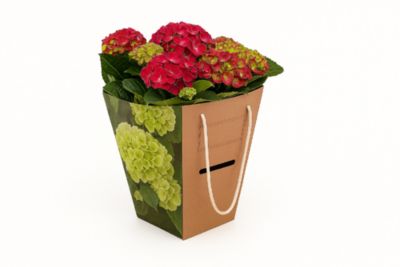 Hortensia d'intérieur avec sac cadeau ⌀14 cm