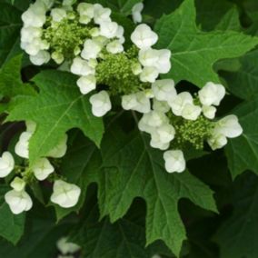 Hortensia à feuilles de chêne - Hydrangea Quercifolia  - 50-60 cm pot