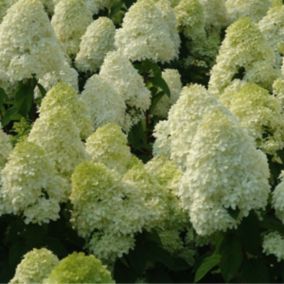 Hortensia paniculé 'Limelight' - Hydrangea Paniculata 'Limelight'  - 60-80 cm pot