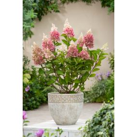 Hortensia 'Pinky Winky' - Set de 4 - Hydrangea - Pot 19cm - Hauteur 25-40cm