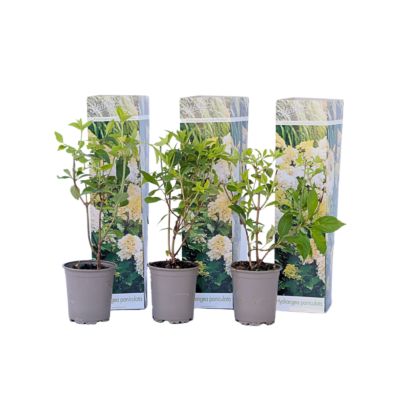 Citronnier Set De 3 - Citrus Limon Plant In A Box Hauteur 25-40cm Pot 9cm - Agrume Intérieur Extérieur