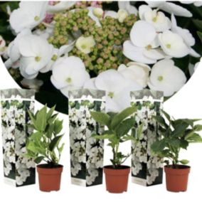 Hortensia 'Teller' hydrangea - Set de 3 - Blanc - Pot9cm - Hauteur 25-40cm