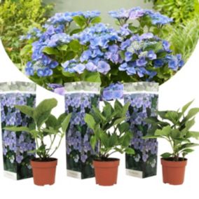 Hortensia 'Teller' hydrangea - Set de 3 - Bleu -  Pot9cm - Hauteur 25-40cm