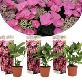 Hortensia 'Teller' hydrangea - Set de 3 - Rose -  Pot9cm - Hauteur 25-40cm