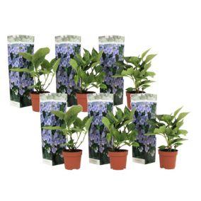 Hortensia 'Teller' hydrangea - Set de 6 - Bleu - Pot9cm - Hauteur 25-40cm