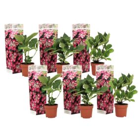 Hortensia 'Teller' hydrangea - Set de 6 - Rose - Pot9cm - Hauteur 25-40cm