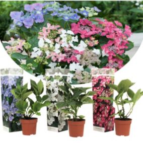 Hortensia Teller  - Mélange de 3 - Jardin - Pot 9cm - Hauteur 25-40cm