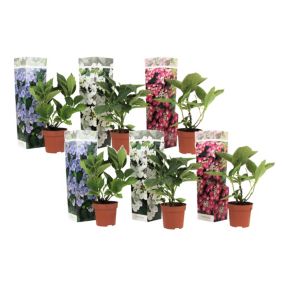 Hortensia Teller - Mélange de 6 - Hydrangea - Pot 9cm - Hauteur 25-40cm